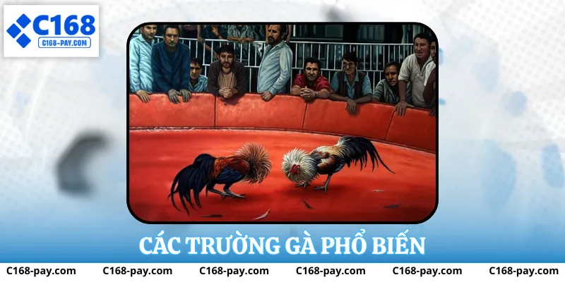 Đá Gà Cựa Sắt Tại C168 – Trải Nghiệm Thực Tế Và Phân Tích 3 Các trường gà phổ biến